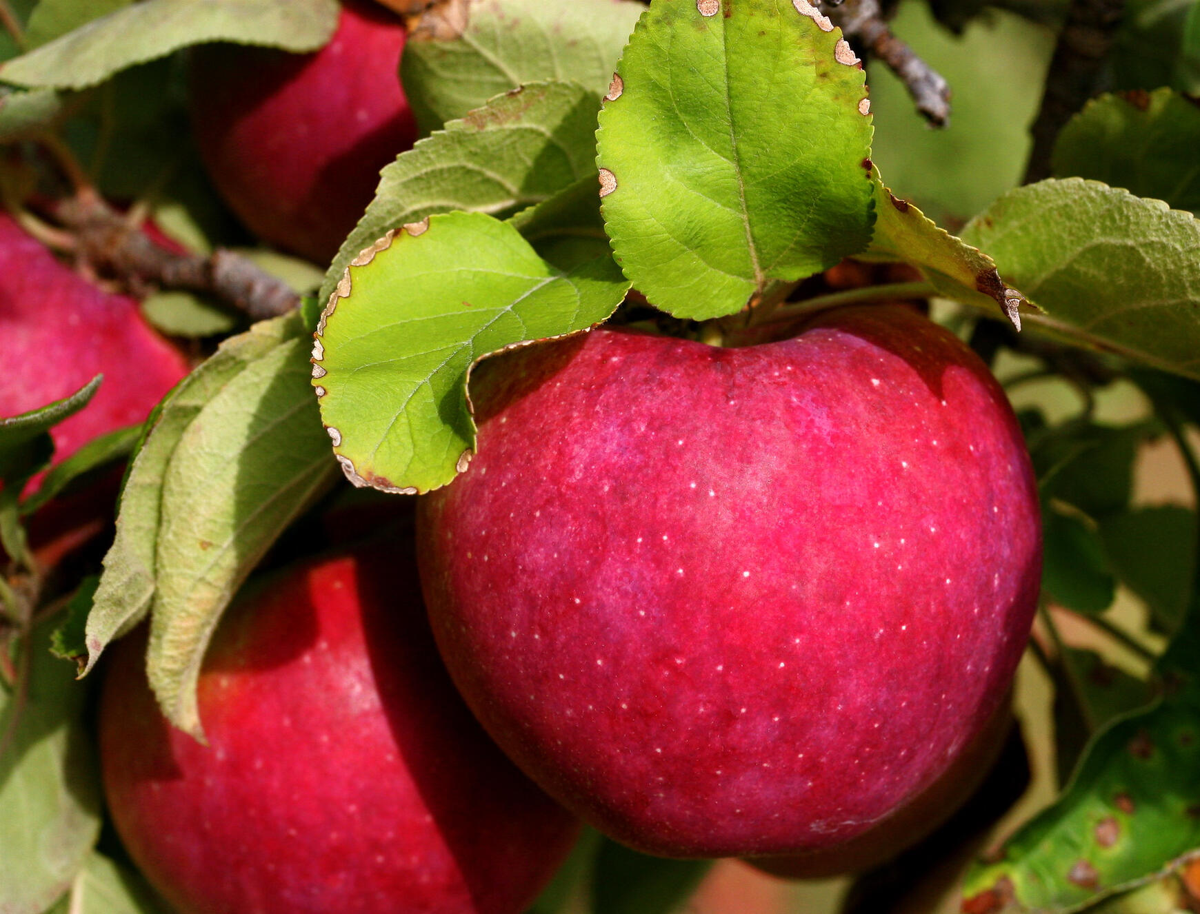 A close-up image of a ripe apple